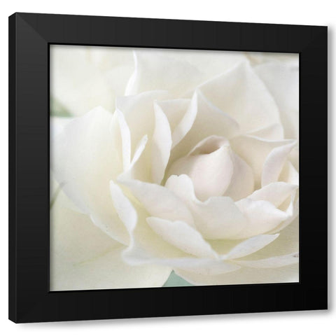 Rose Black Modern Wood Framed Art Print with Double Matting by Stalus, Judy