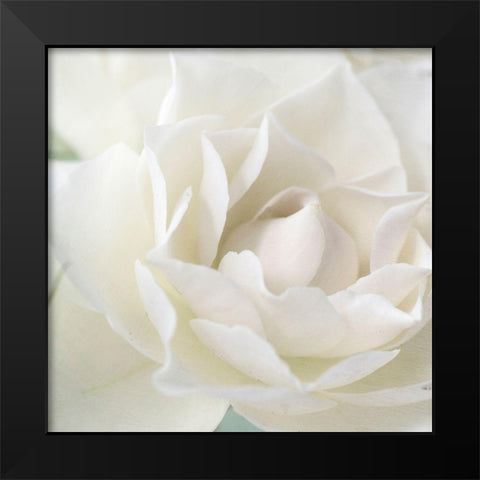 Rose Black Modern Wood Framed Art Print by Stalus, Judy
