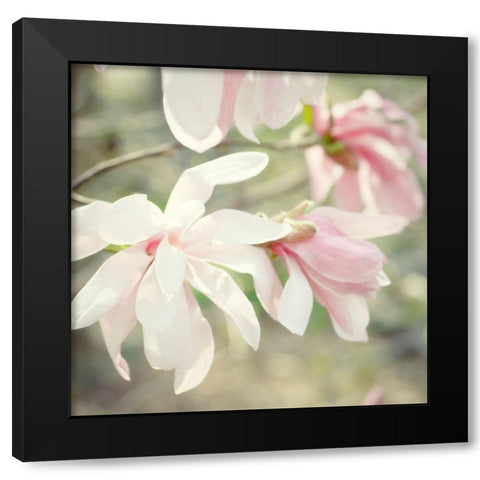 Magnolias Black Modern Wood Framed Art Print by Stalus, Judy