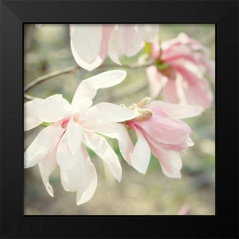 Magnolias Black Modern Wood Framed Art Print by Stalus, Judy