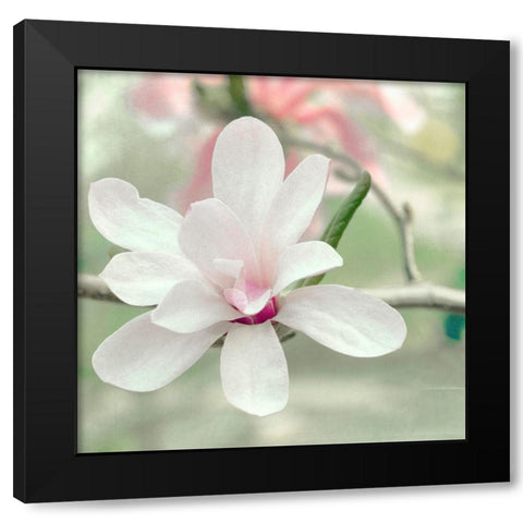 Magnolia Blossom Black Modern Wood Framed Art Print by Stalus, Judy