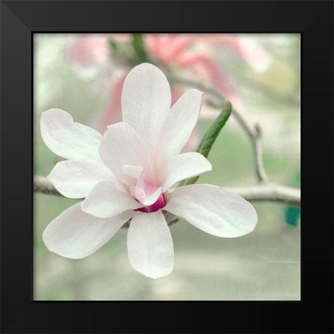 Magnolia Blossom Black Modern Wood Framed Art Print by Stalus, Judy