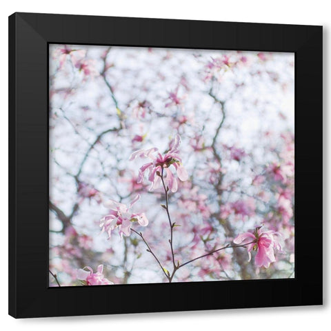 Magnolia Tree Black Modern Wood Framed Art Print with Double Matting by Stalus, Judy
