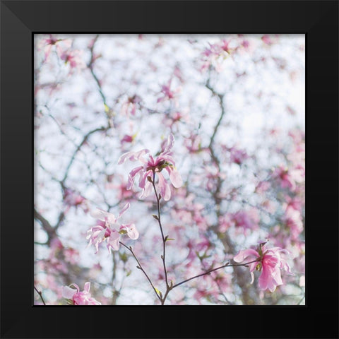 Magnolia Tree Black Modern Wood Framed Art Print by Stalus, Judy