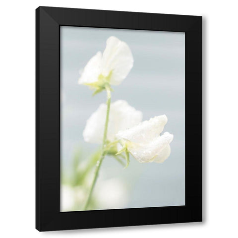 White Sweet Pea Black Modern Wood Framed Art Print by Stalus, Judy