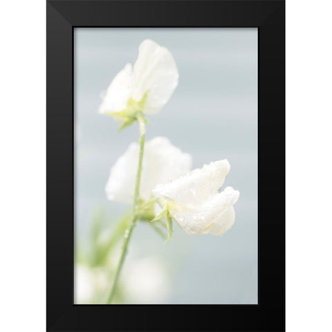 White Sweet Pea Black Modern Wood Framed Art Print by Stalus, Judy