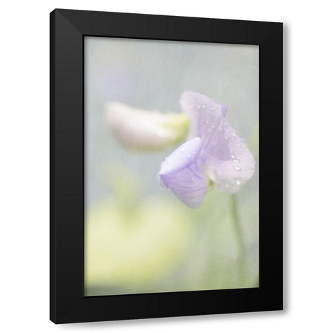 Purple Sweet Pea Black Modern Wood Framed Art Print with Double Matting by Stalus, Judy