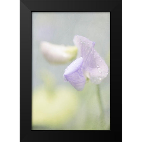 Purple Sweet Pea Black Modern Wood Framed Art Print by Stalus, Judy