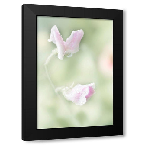 Pink Sweet Pea Black Modern Wood Framed Art Print by Stalus, Judy