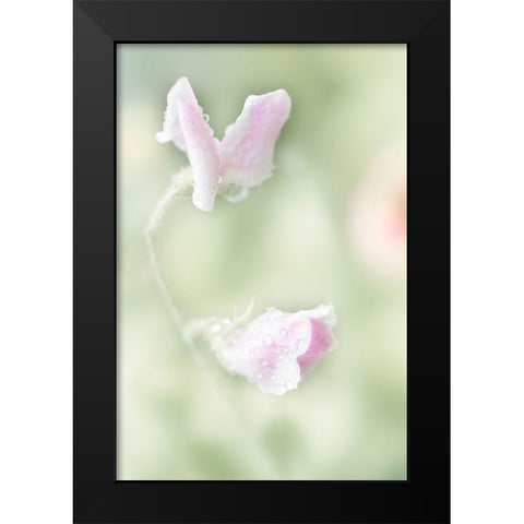 Pink Sweet Pea Black Modern Wood Framed Art Print by Stalus, Judy