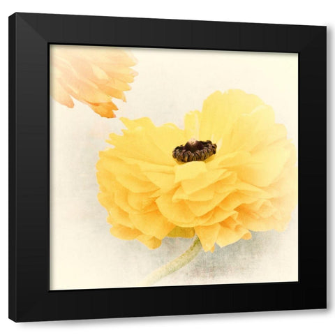 Frills Black Modern Wood Framed Art Print by Stalus, Judy