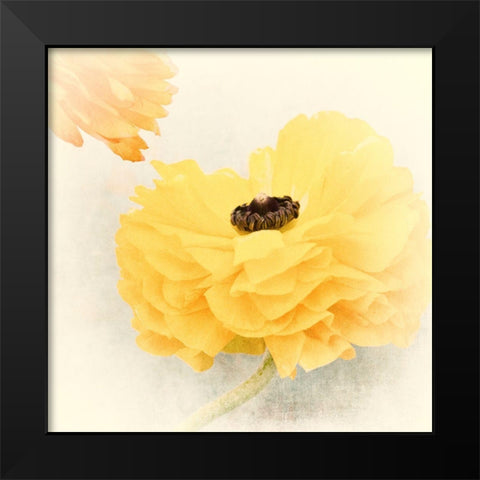 Frills Black Modern Wood Framed Art Print by Stalus, Judy
