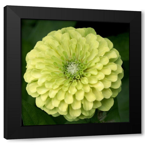 Green Zinnia Black Modern Wood Framed Art Print by Stalus, Judy