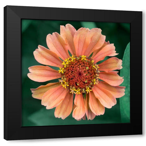 Starlight Black Modern Wood Framed Art Print by Stalus, Judy