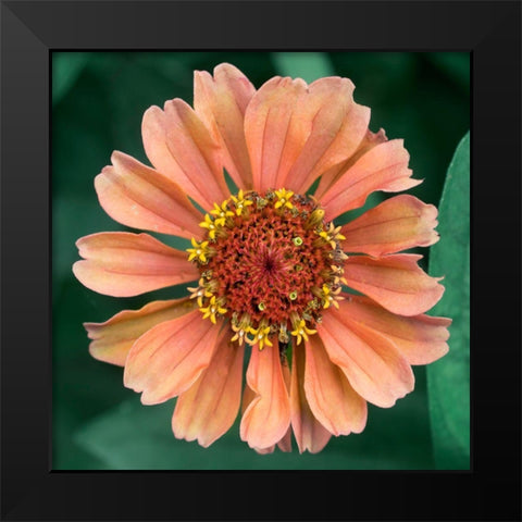 Starlight Black Modern Wood Framed Art Print by Stalus, Judy