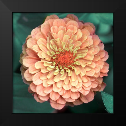 Scrumptuous Black Modern Wood Framed Art Print by Stalus, Judy