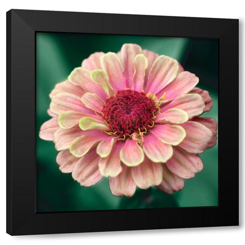 Pretty Lass Black Modern Wood Framed Art Print by Stalus, Judy