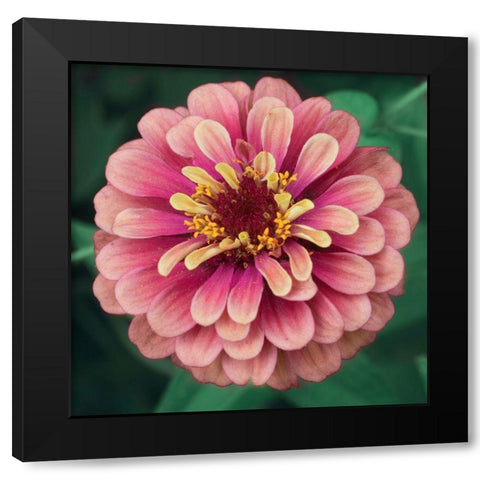 Bright Light Black Modern Wood Framed Art Print by Stalus, Judy