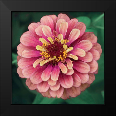 Bright Light Black Modern Wood Framed Art Print by Stalus, Judy