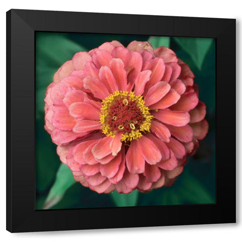 Pink Tangerine Black Modern Wood Framed Art Print with Double Matting by Stalus, Judy