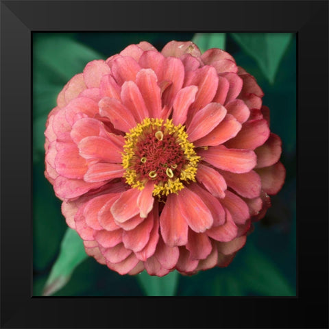 Pink Tangerine Black Modern Wood Framed Art Print by Stalus, Judy