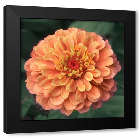 Petals Black Modern Wood Framed Art Print by Stalus, Judy
