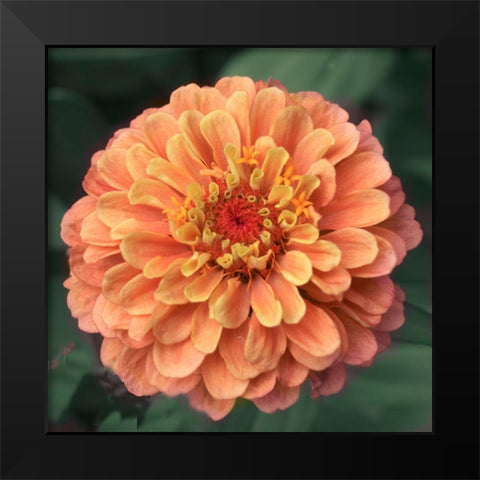 Petals Black Modern Wood Framed Art Print by Stalus, Judy