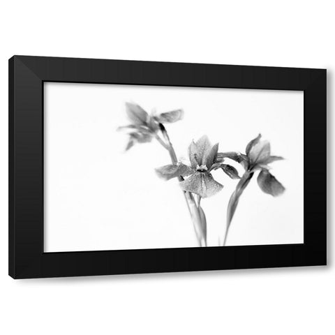Black Iris Black Modern Wood Framed Art Print with Double Matting by Stalus, Judy