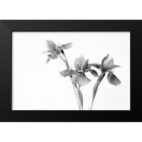 Black Iris Black Modern Wood Framed Art Print by Stalus, Judy