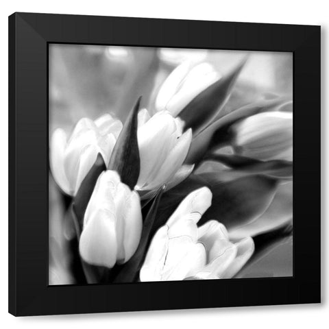 Tulip Dream Black Modern Wood Framed Art Print by Stalus, Judy