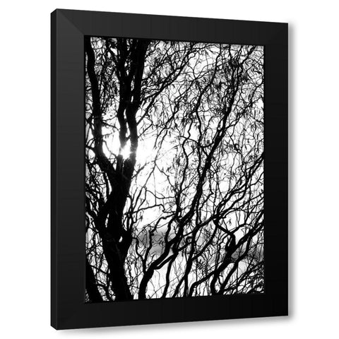 Miracle Black Modern Wood Framed Art Print with Double Matting by Stalus, Judy