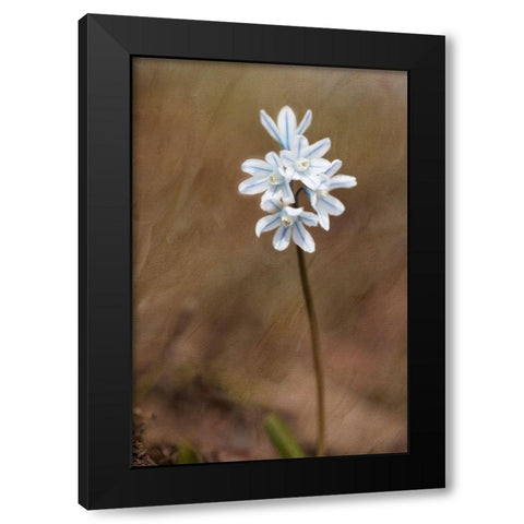 Spring Black Modern Wood Framed Art Print by Stalus, Judy
