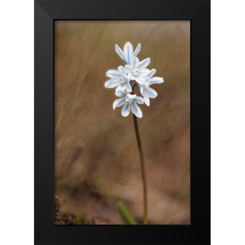 Spring Black Modern Wood Framed Art Print by Stalus, Judy