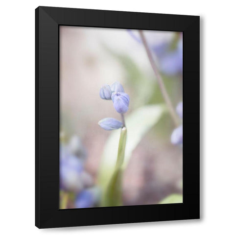 Scilla Black Modern Wood Framed Art Print with Double Matting by Stalus, Judy