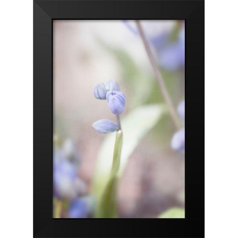 Scilla Black Modern Wood Framed Art Print by Stalus, Judy