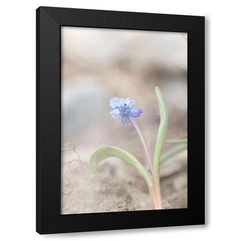 Spring Morning Black Modern Wood Framed Art Print with Double Matting by Stalus, Judy