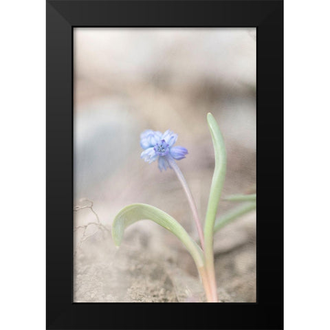 Spring Morning Black Modern Wood Framed Art Print by Stalus, Judy