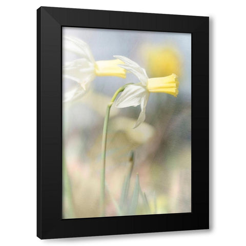 Jonquil Black Modern Wood Framed Art Print with Double Matting by Stalus, Judy
