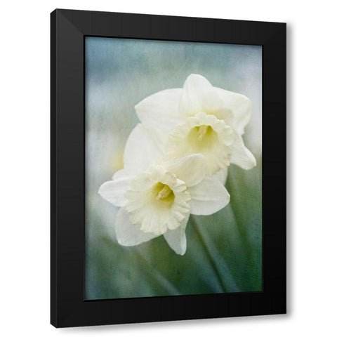 White Daffodils Black Modern Wood Framed Art Print with Double Matting by Stalus, Judy