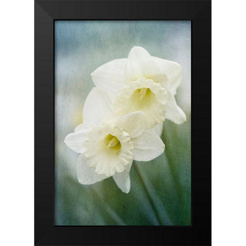 White Daffodils Black Modern Wood Framed Art Print by Stalus, Judy
