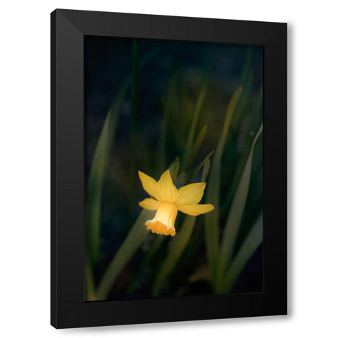 Narcissus Black Modern Wood Framed Art Print by Stalus, Judy