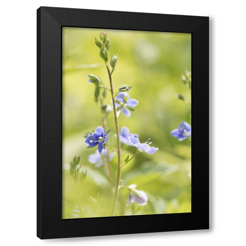 Sunny Day Black Modern Wood Framed Art Print with Double Matting by Stalus, Judy