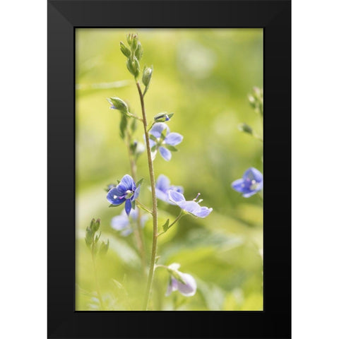 Sunny Day Black Modern Wood Framed Art Print by Stalus, Judy