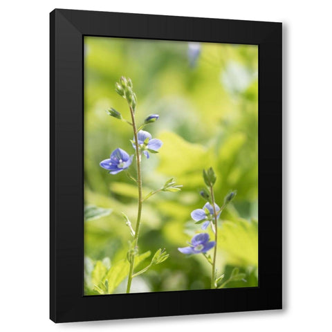 Meadow Black Modern Wood Framed Art Print by Stalus, Judy