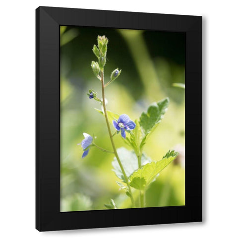 Sunshine Black Modern Wood Framed Art Print by Stalus, Judy