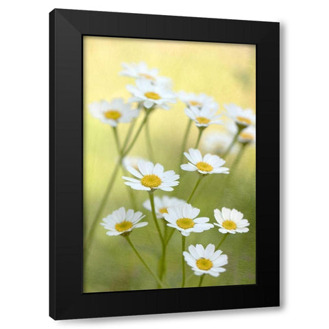 Daisies Black Modern Wood Framed Art Print with Double Matting by Stalus, Judy
