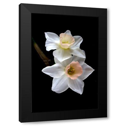 Pink Narcissus Black Modern Wood Framed Art Print with Double Matting by Stalus, Judy