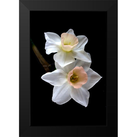 Pink Narcissus Black Modern Wood Framed Art Print by Stalus, Judy