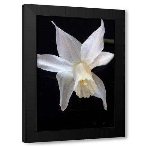 White Jonquil Black Modern Wood Framed Art Print by Stalus, Judy
