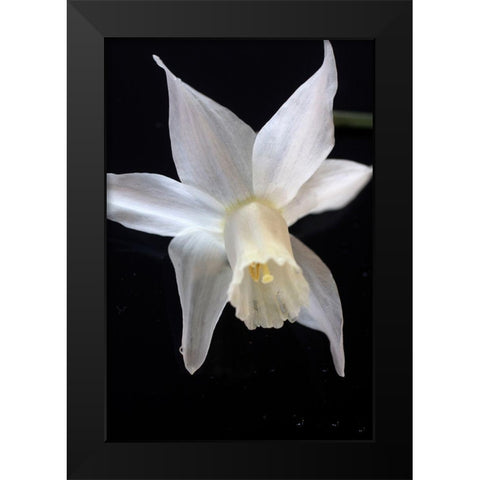 White Jonquil Black Modern Wood Framed Art Print by Stalus, Judy